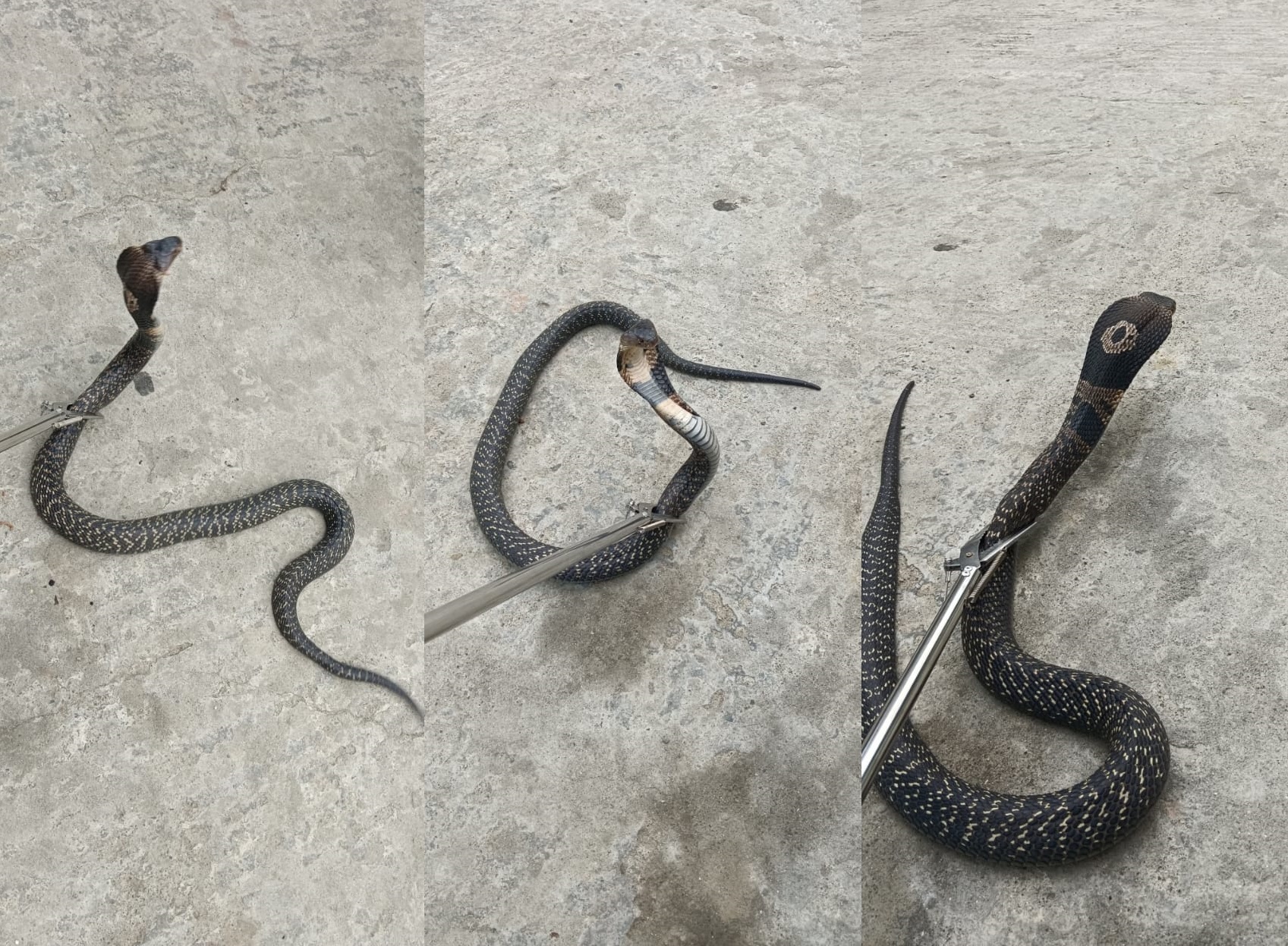विराटनगरमा भेटियो दुर्लभ स्पिटिङ कोब्रा, उद्धारकर्ताकै शरीरमा फ्याँक्यो विष !