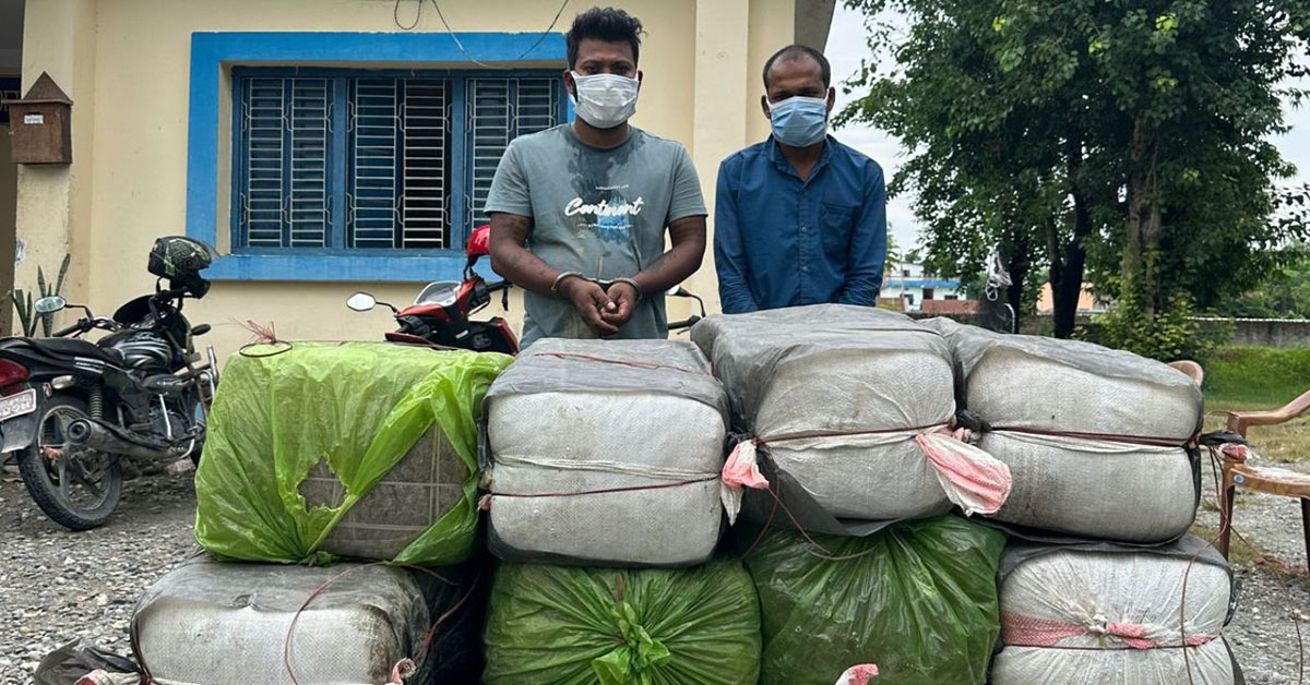 मोरङको ग्रामथानबाट ३४७ केजी गाँजा बरामद, दुई जना प्रहरी नियन्त्रणमा