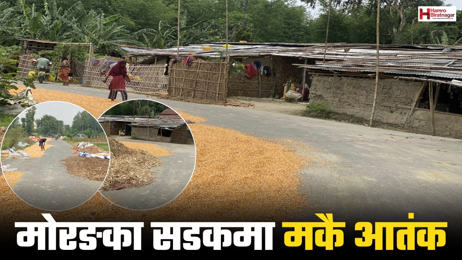 मोरङका सडकमा मकै आतंक !