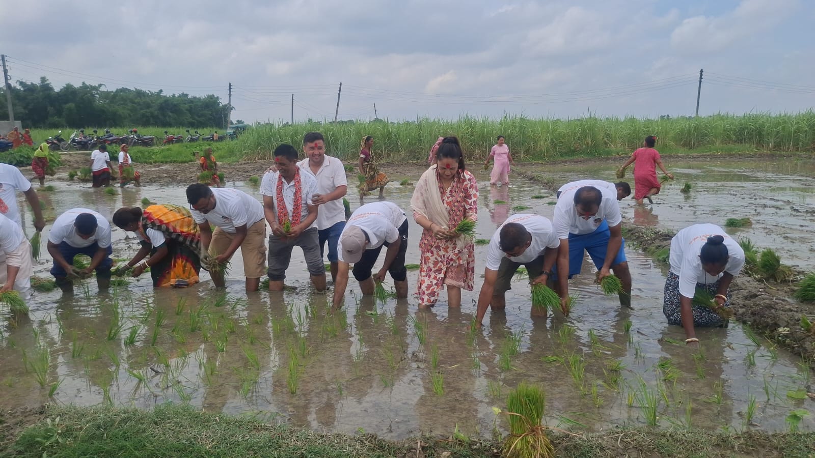 दरैयामा विराटनगरकी उपमेयर र कर्मचारीले धान रोपाइँ गरी मनाए असार १५