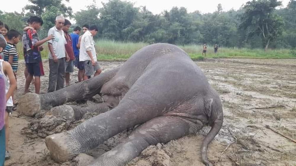 झापामा करेन्ट लाग्दा जंगली हात्ती मर्यो