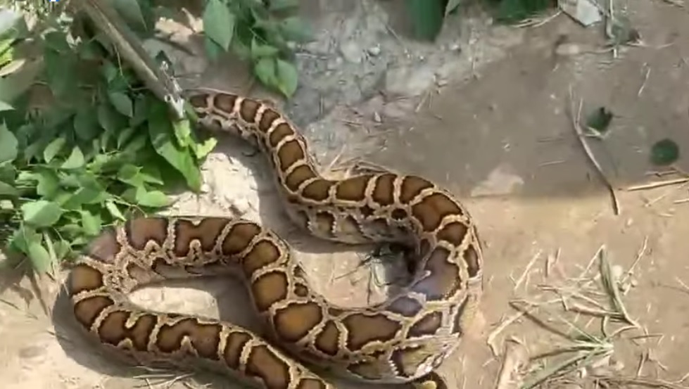 मोरङको लेटाङमा भेटिएकाे अजिङ्गर दुर्लभ ‘बर्मिज पाइथन’