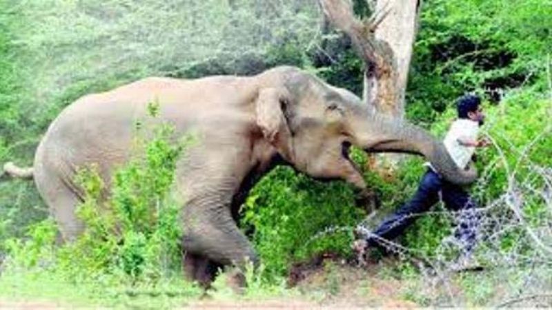शौचालय गएका बेला जंगली हात्तीको आक्रमणमा परी मृत्यु