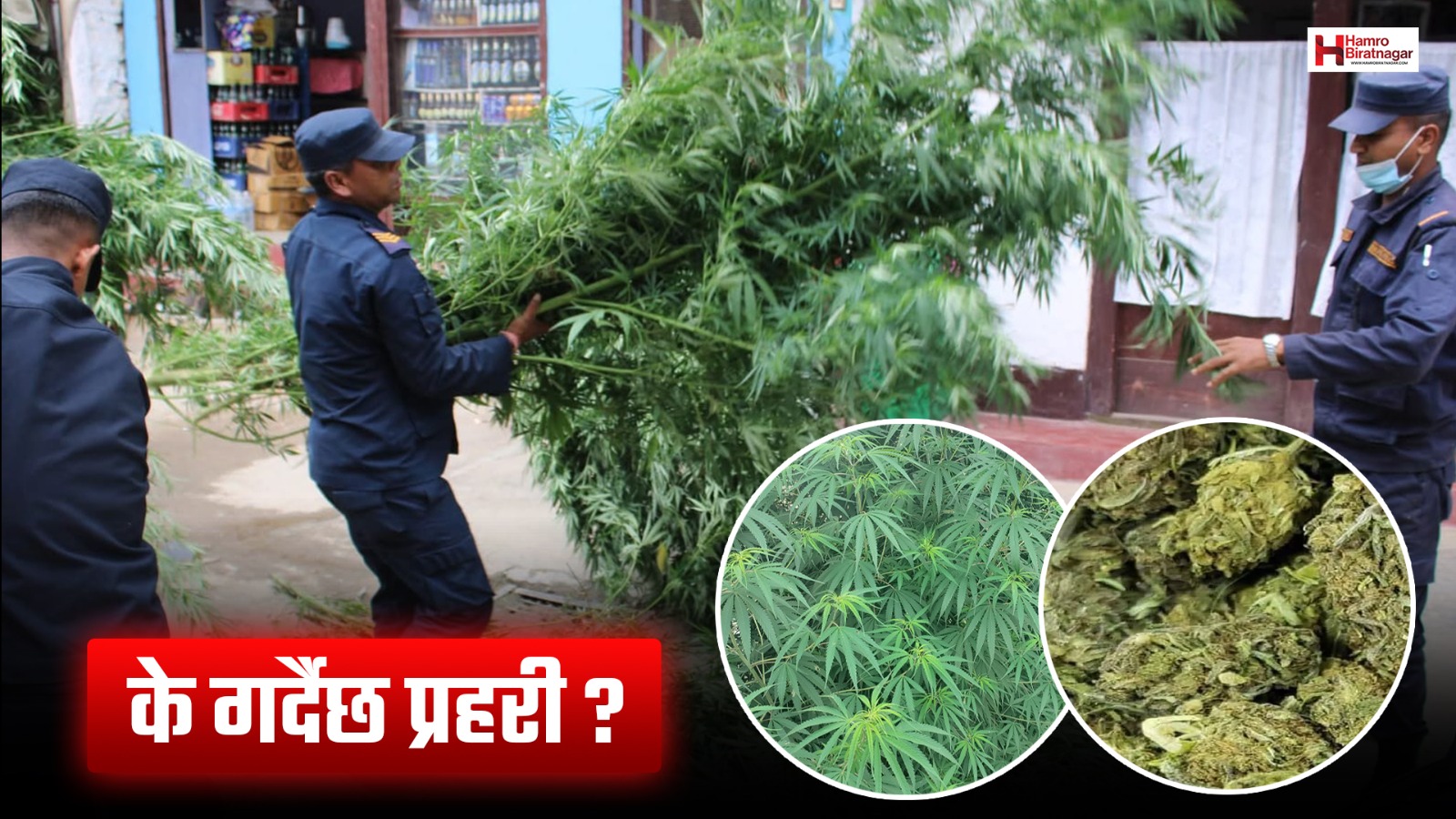 कोसी प्रदेशमा गाँजाको डरलाग्दो कारोबार, के गर्दैछ प्रहरी ?