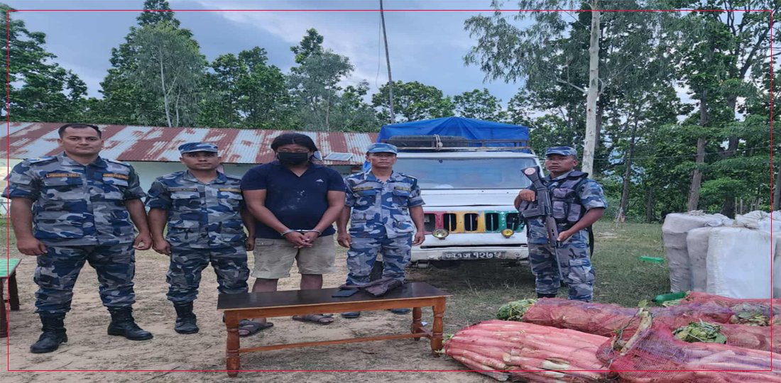 उदयपुरमा पनि बरामद भयाे ४ सय ३६ किलो गाँजा