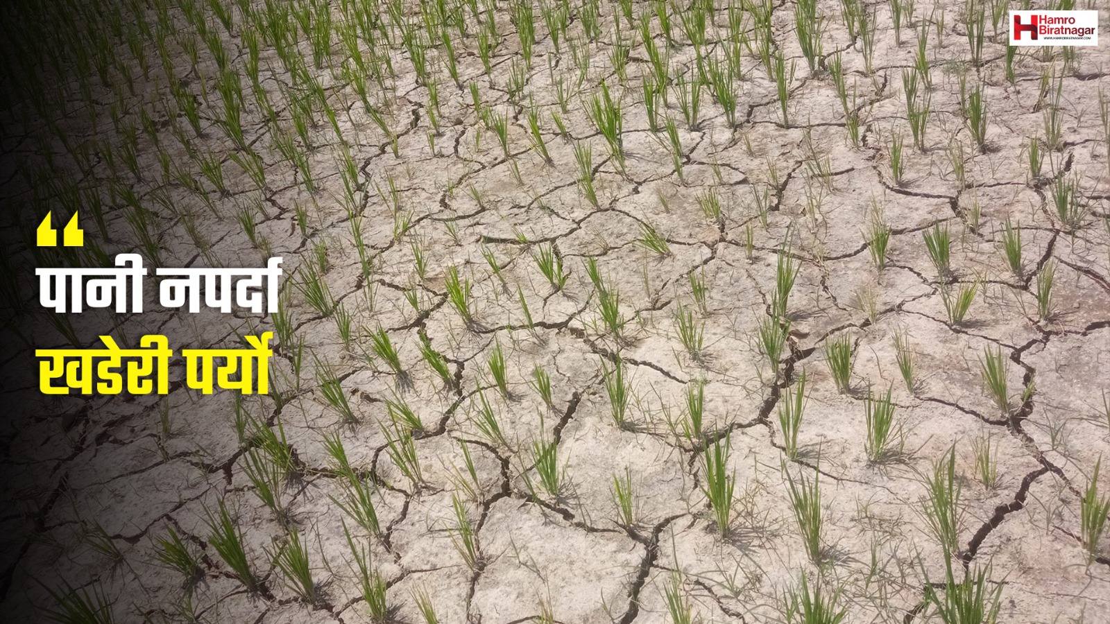 समयअघि नै मनसुन आयो, तर वर्षा रोकिँदा रोपाइँ भएन