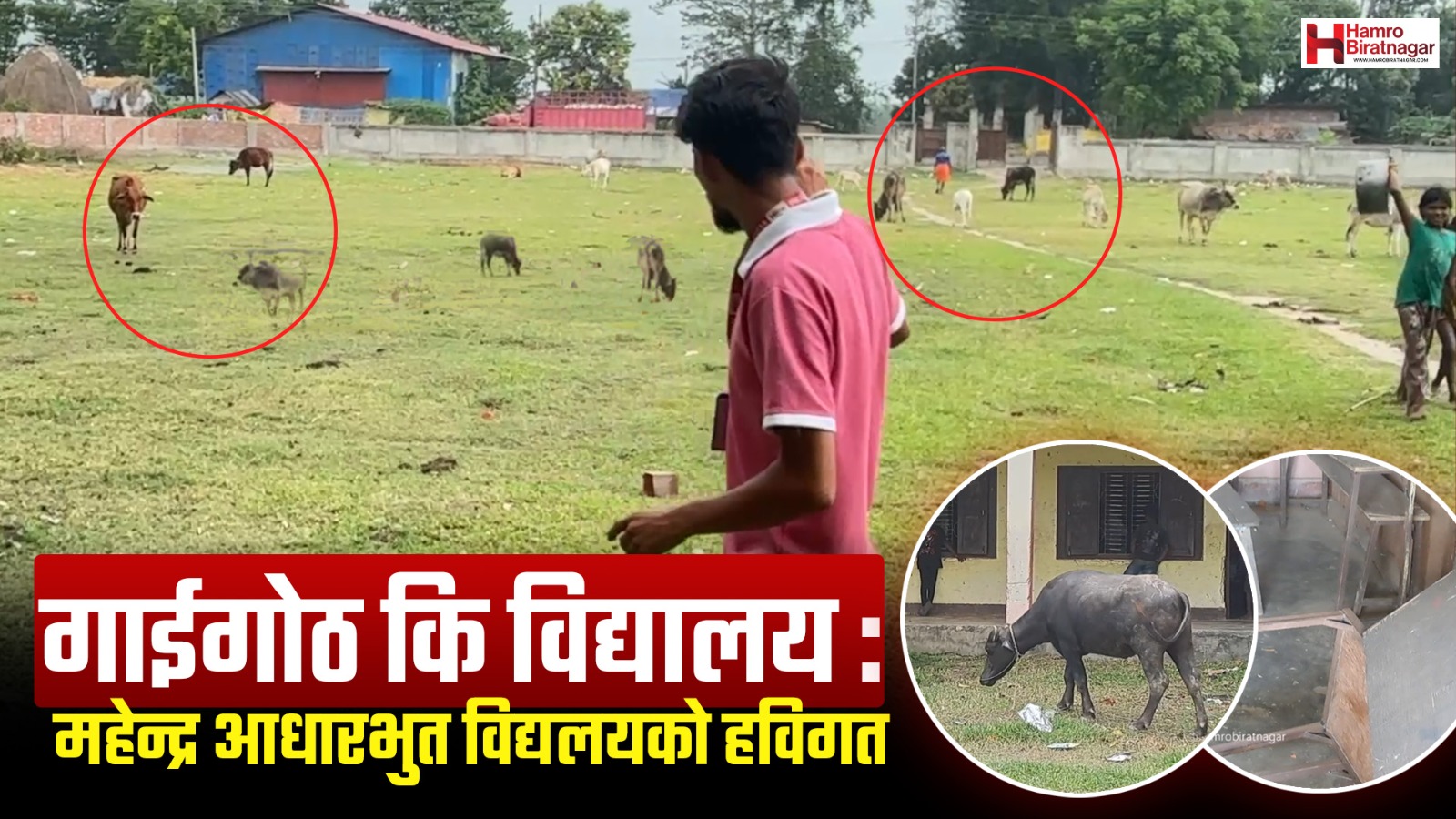 सुनवर्षी ग्राउन्ड जिरो : विद्यालय कि गाईगोठ ?