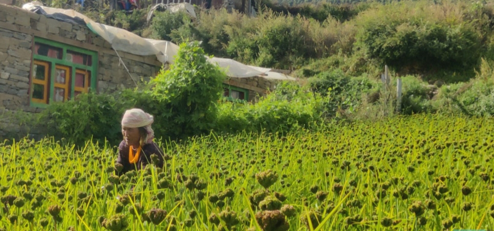 आज राष्ट्रिय कोदो दिवस, रु. ७६ करोड ६३ लाखको आयात