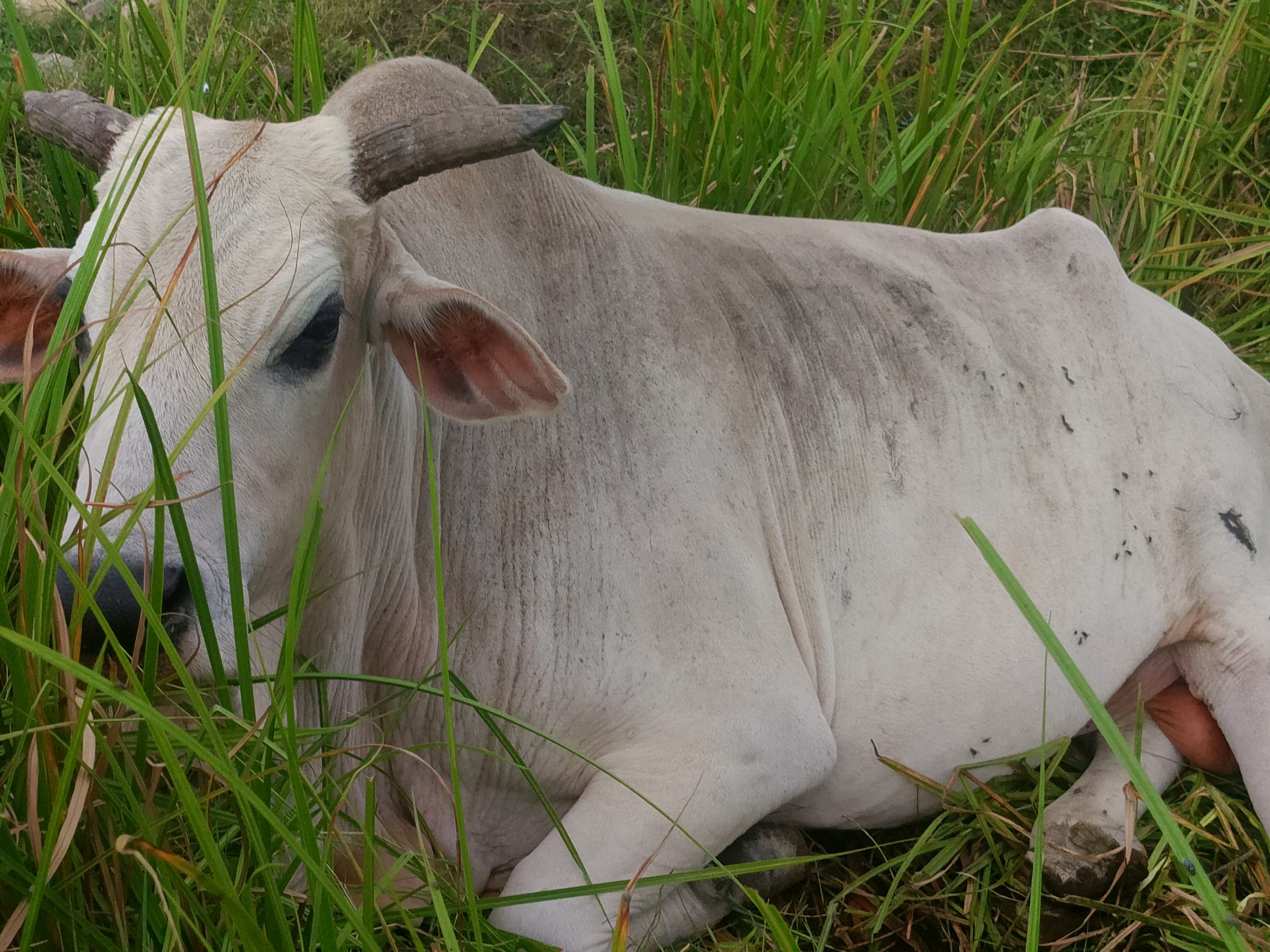 विराटनगर १३ बाट साढे गाेरुको उद्धार
