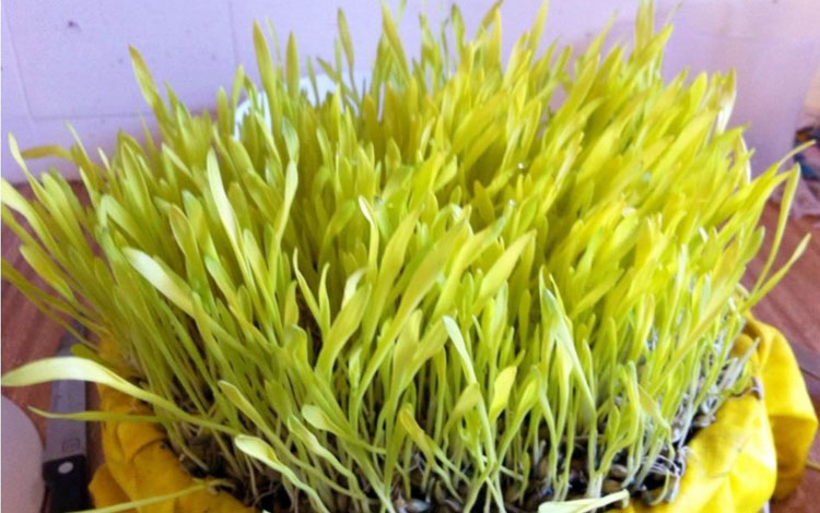 जमरा कुन अन्नको उचित, के छ शास्त्रीय परम्परा?