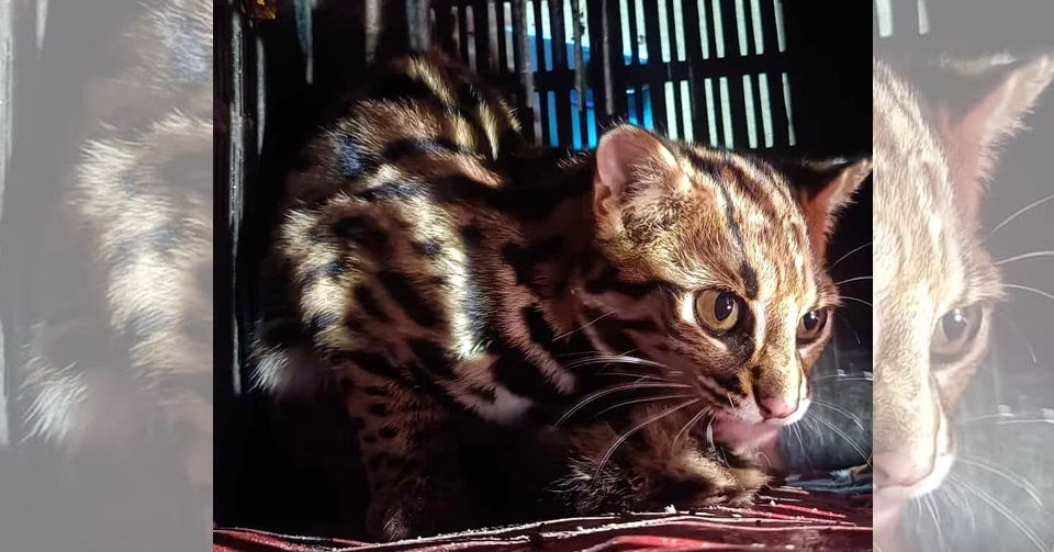 पाटेबाघको डमरु (बच्चा) धरानमा फेला