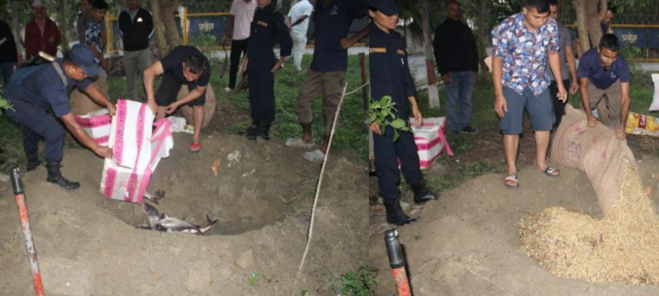 विराटनगरमा माछा तस्करीको प्रयास विफल, १०० के.जी. माछा बरामद