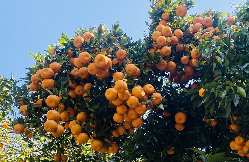 इलामको सलकपुरमा सुन्तला हेर्ने पर्यटकको घुइँचो