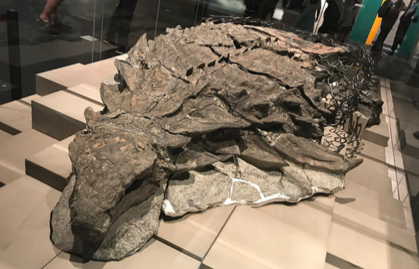 क्यानडामा भेटियो ११ करोड वर्ष पुरानो सग्लो ‘डाइनोसर ममी’