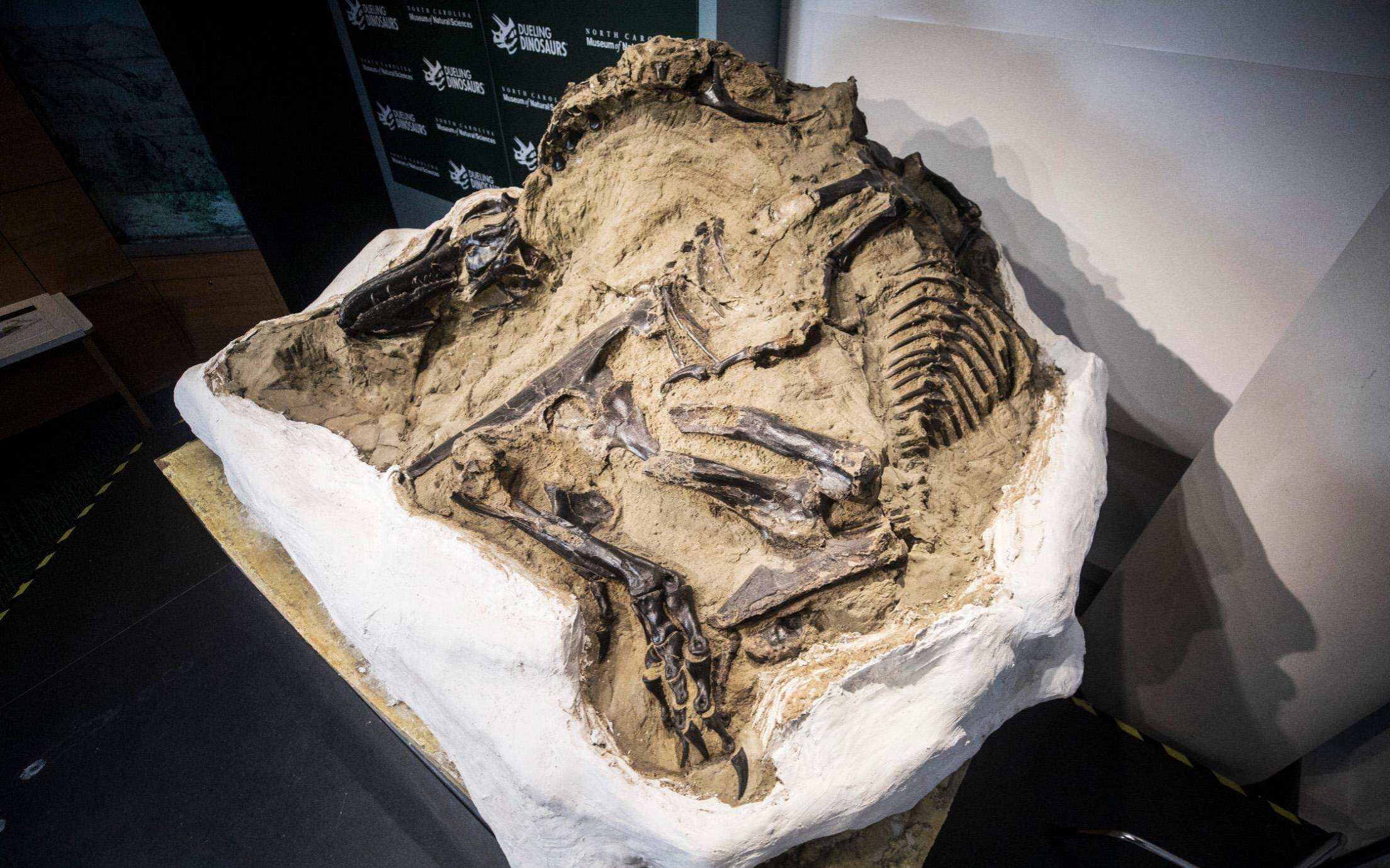 कस्तो थियो ?, डरलाग्दो सिकारी टि-रेक्सको नातेदार