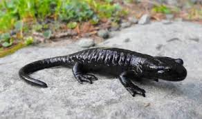 मोरङको सुकेपोखरीमा फेला पर्‍यो १८ करोड वर्ष पुरानो दुर्लभ सेलामेन्डर