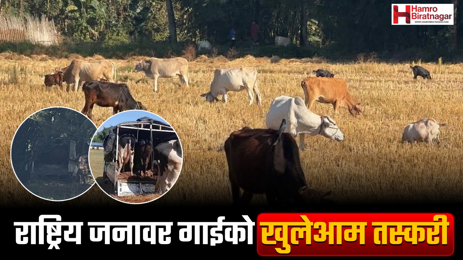 मोरङबाट राष्ट्रिय जनावर गाईको संगठित तस्करी: मोरङको ‘छलगाछी’ नाका प्रयोग हुँदै