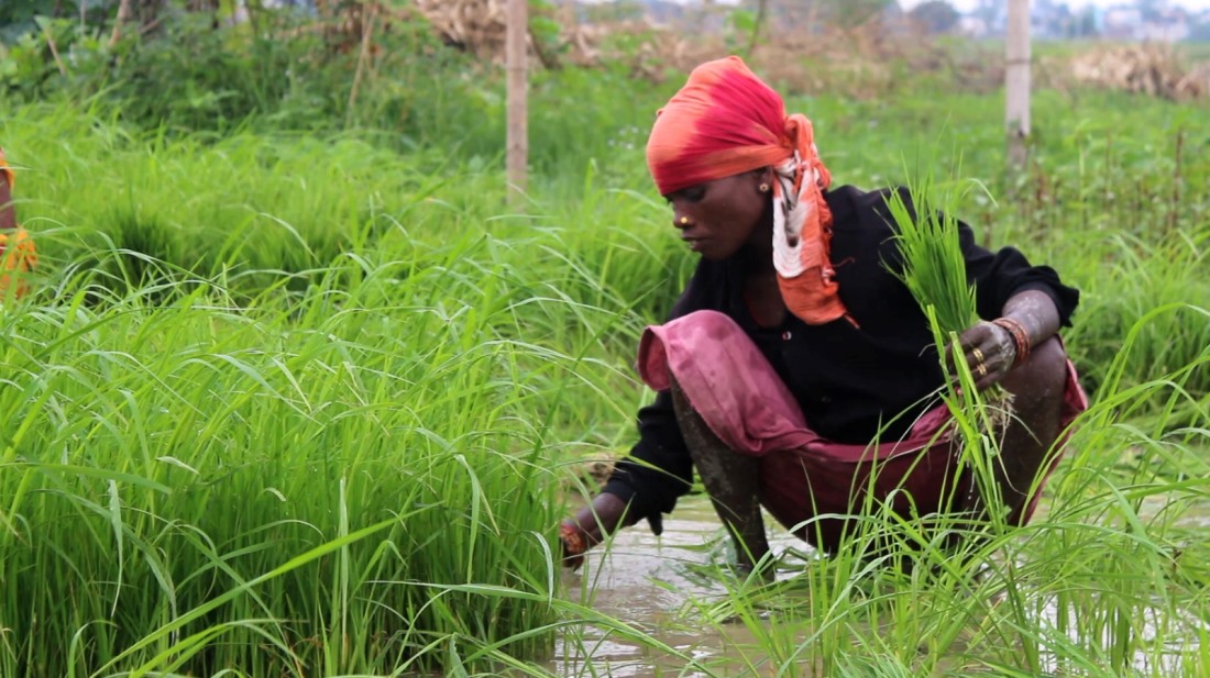 सामाजिक सुरक्षा कोषमा आबद्ध हुने श्रमिक २० लाख पुगे