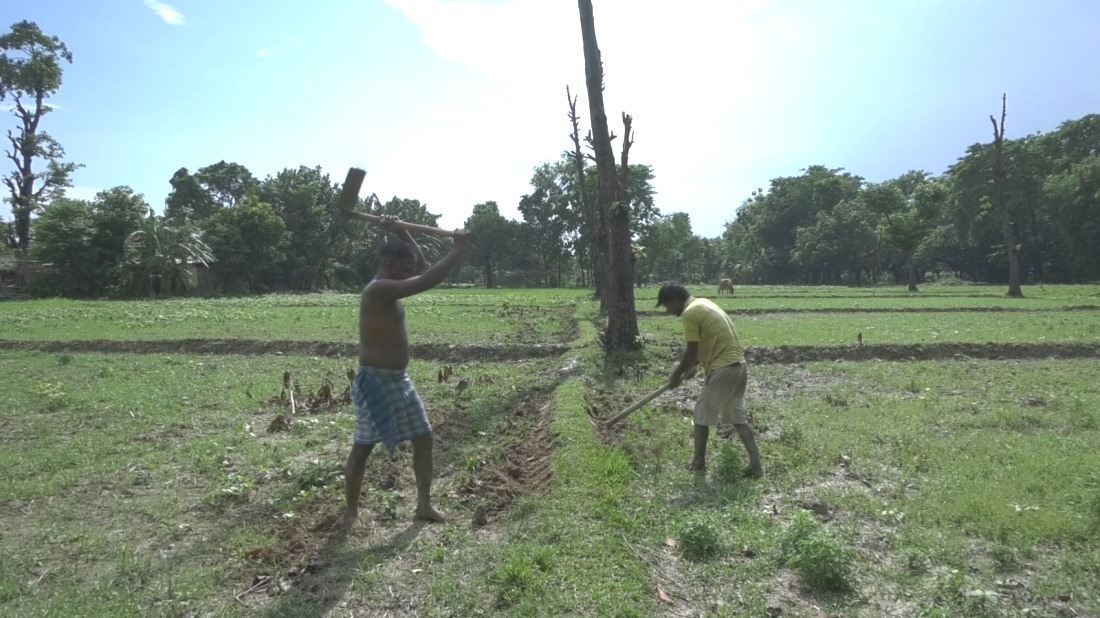 कोसीमा कृषि अनुदानमा नयाँ ‘मोडेल’ : नगदको साटो ब्याज सहुलियत