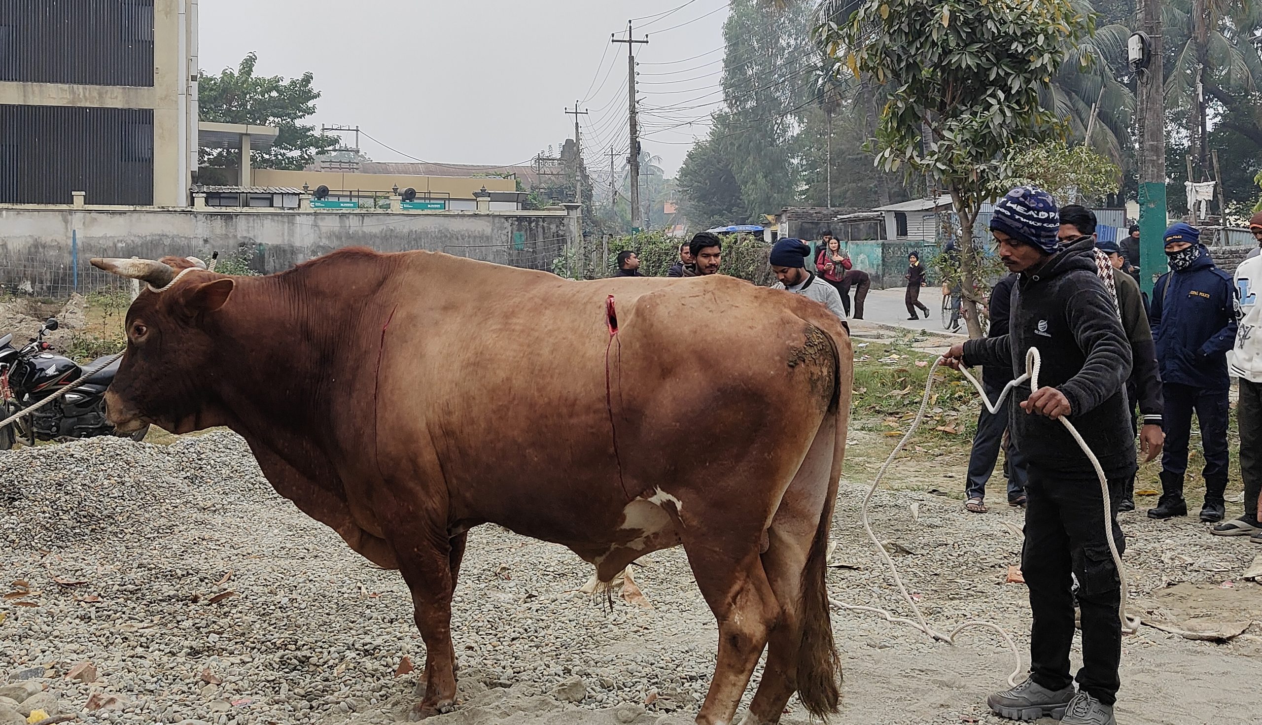 विराटनगरमा निर्वाध घुम्ने साँढेलाई धारिलो हतियार प्रहार, प्रहरी रोहवरमा उपचार शुरु