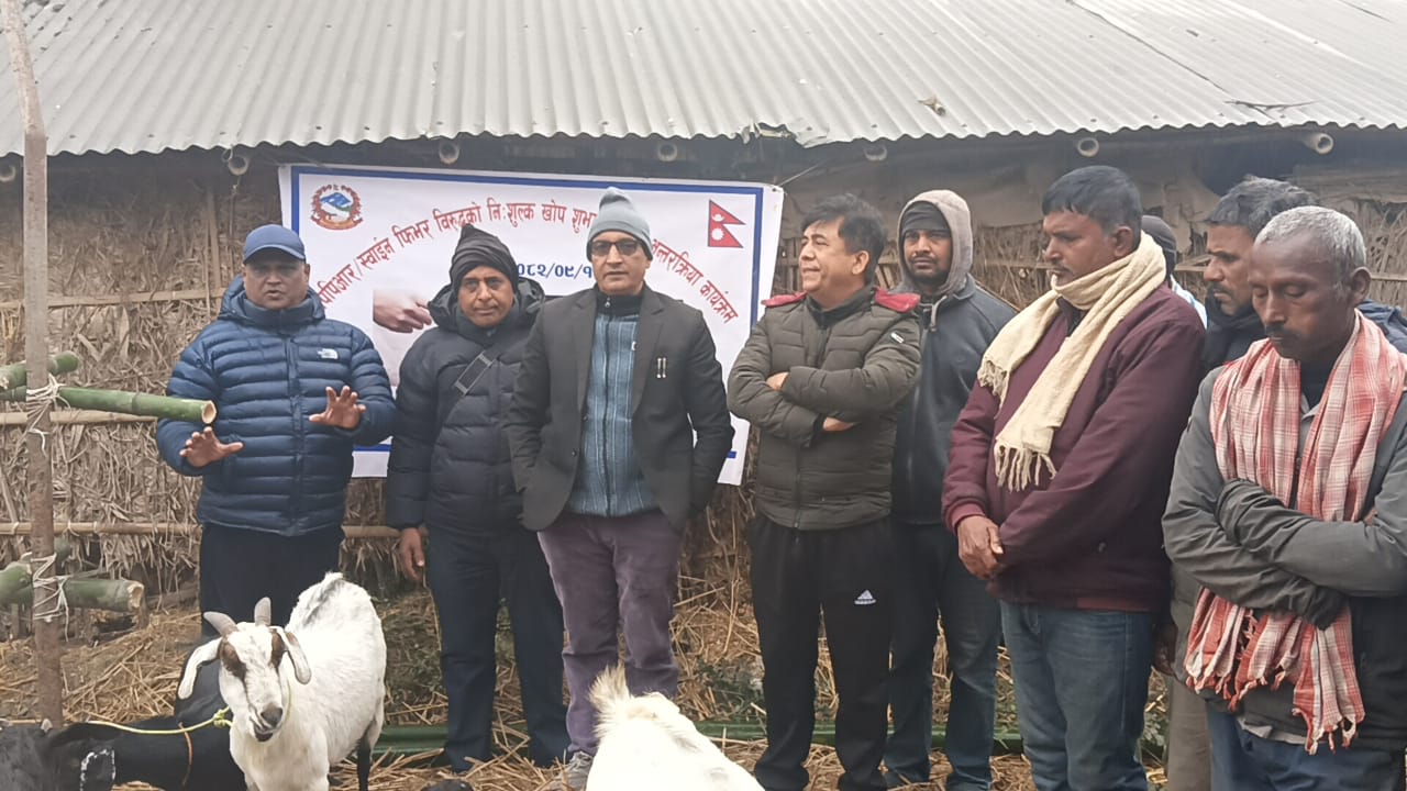 महानगरद्वारा खसीबाख्रा र सुँगुर-बँगुरलाई निःशुल्क खोप