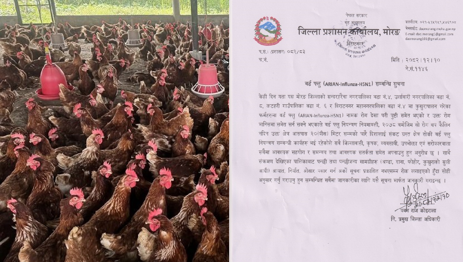 विराटनगरमा बर्डफ्लुबाट सतर्क रहन प्रशासनको आग्रह