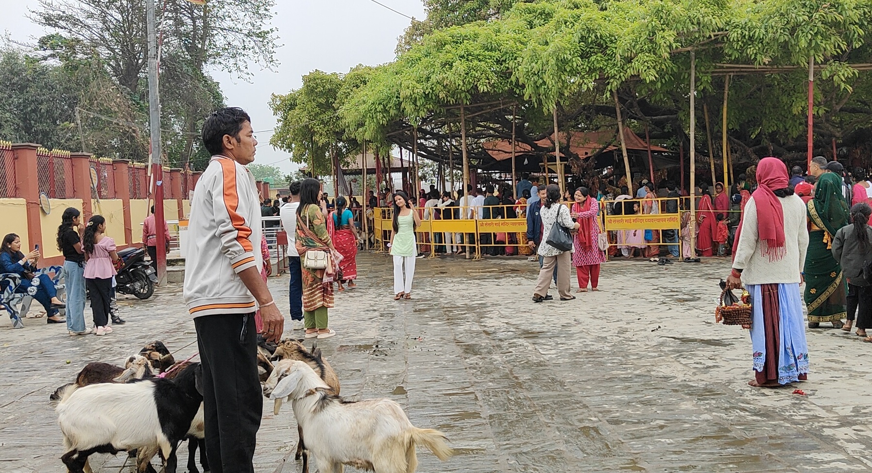 रंगेलीको संसारी मन्दिरमा दैनिक डेढ सय बोका बली