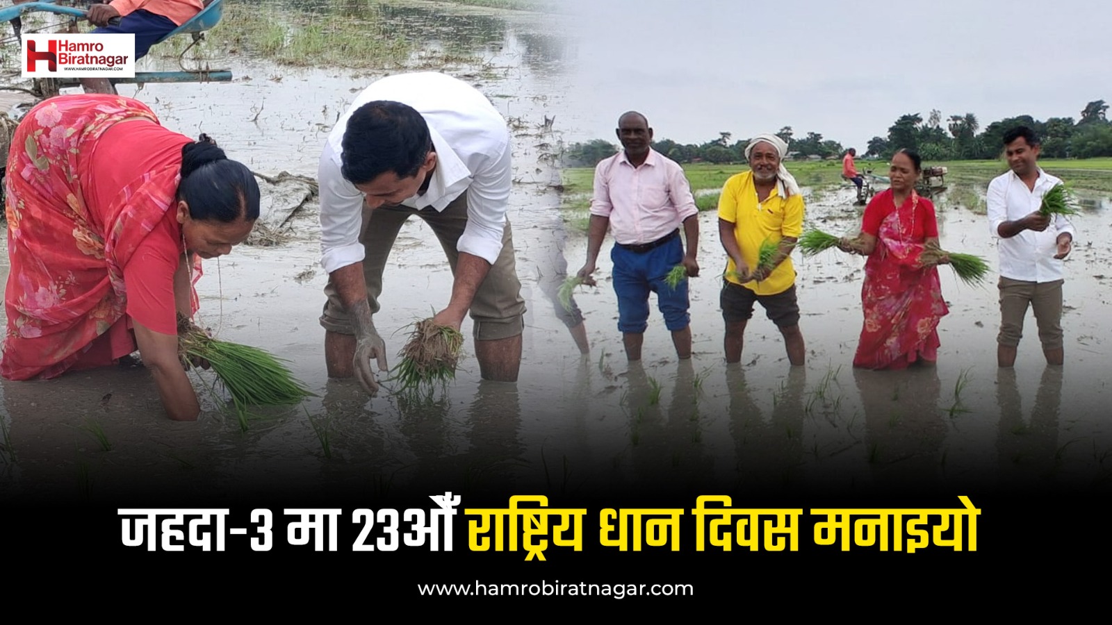 जहदा-३ मा २३औँ राष्ट्रिय धान दिवस मनाइयो, किसानसँगै सामूहिक धान रोपाइँ