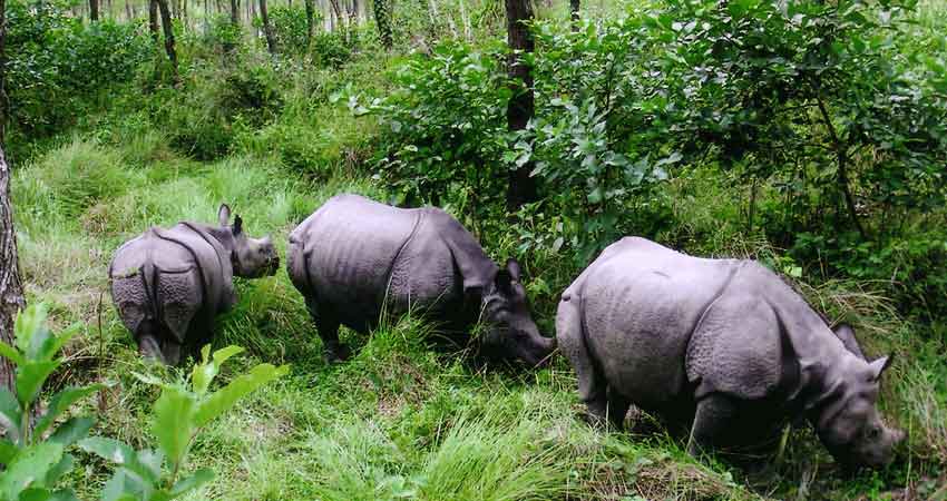राष्ट्रिय जनावर गैँडा बनाउन आदिवासी जनजाति आयोगको प्रस्ताव