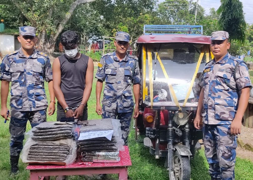 दाउरा बोकेको सिटी सफारीमा २६ किलो गाँजा, चालक पक्राउ