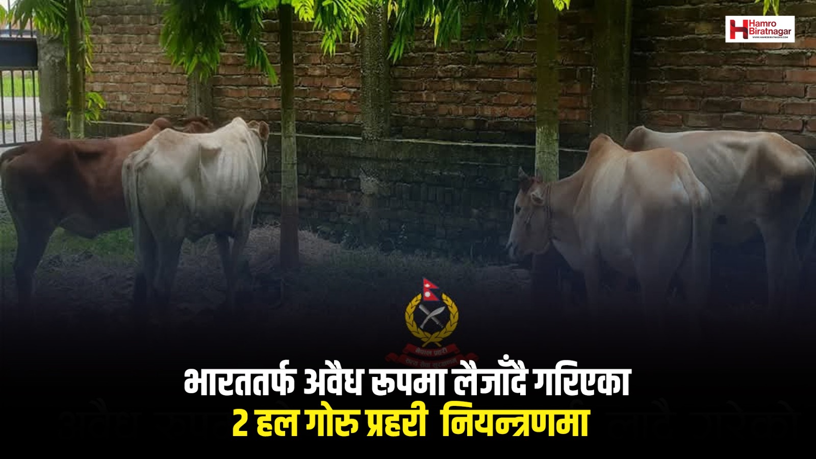 भारततर्फ अवैध रूपमा लैजाँदै गरिएका २ हल गोरु प्रहरी  नियन्त्रणमा