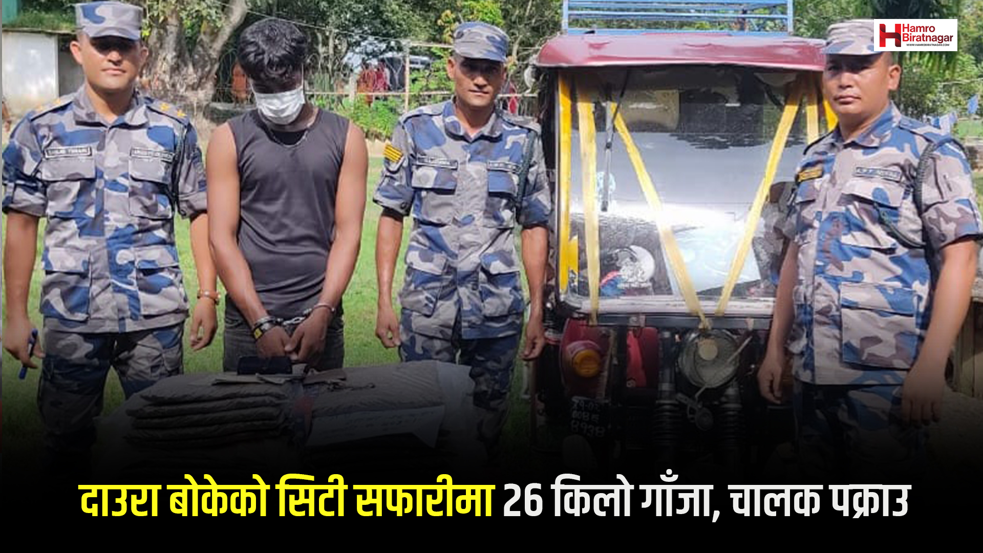 दाउरा बोकेको सिटी सफारीमा २६ किलो गाँजा, चालक पक्राउ