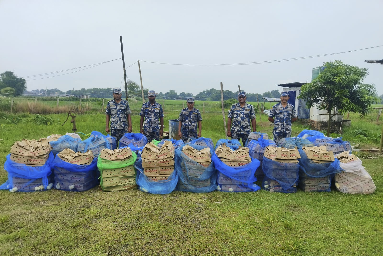 मोरङमा धानखेतमा भेटियो सात हजार चल्ला