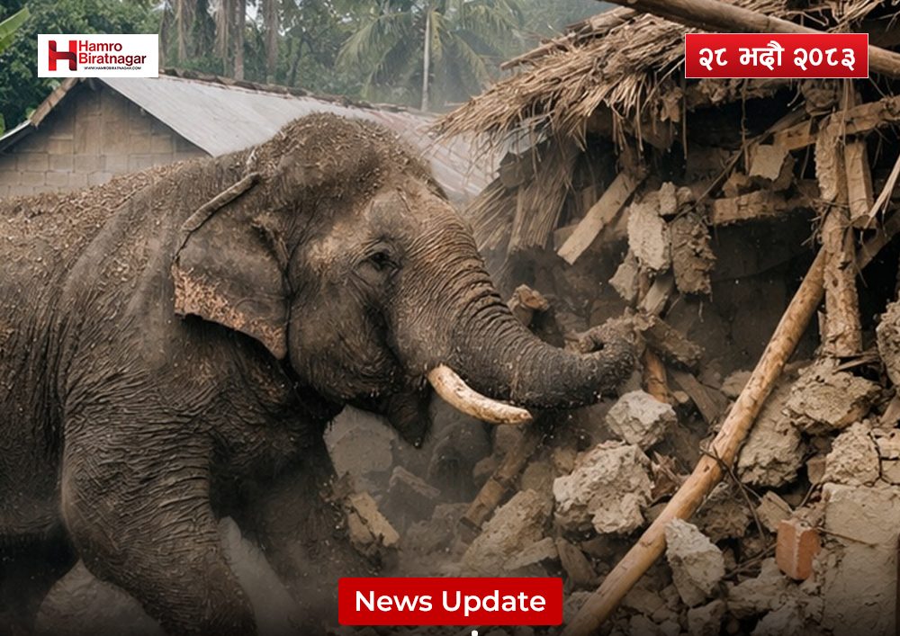 शुक्लाफाँटामा हात्तीले दुई घर भत्कायो
