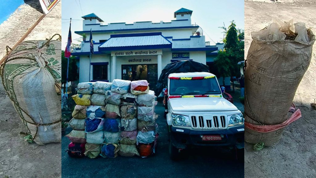 उदयपुरमा एक हजार किलोभन्दा बढी गाँजा बरामद, एक युवक पक्राउ
